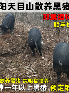信阳特产农家散养土猪黑猪肉新鲜家养肋条排骨五花肉粮食猪腿整只
