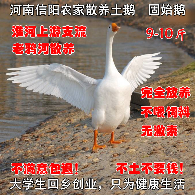 河南信阳土鹅草鹅散养农家9-10斤固始新鲜大公鹅母鹅活鹅整只现杀