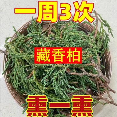 正宗西藏藏香柏枝叶新鲜采摘