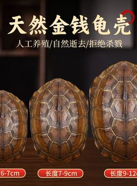 见描述摇铜钱一整套老式风水