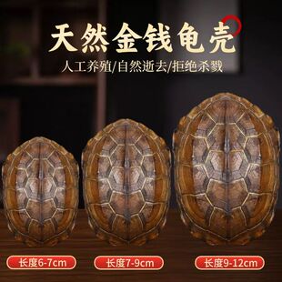 卦卜铜钱龟壳老式一整套金钱摆件干净龟壳风水摇铜钱摇卦龟甲完整