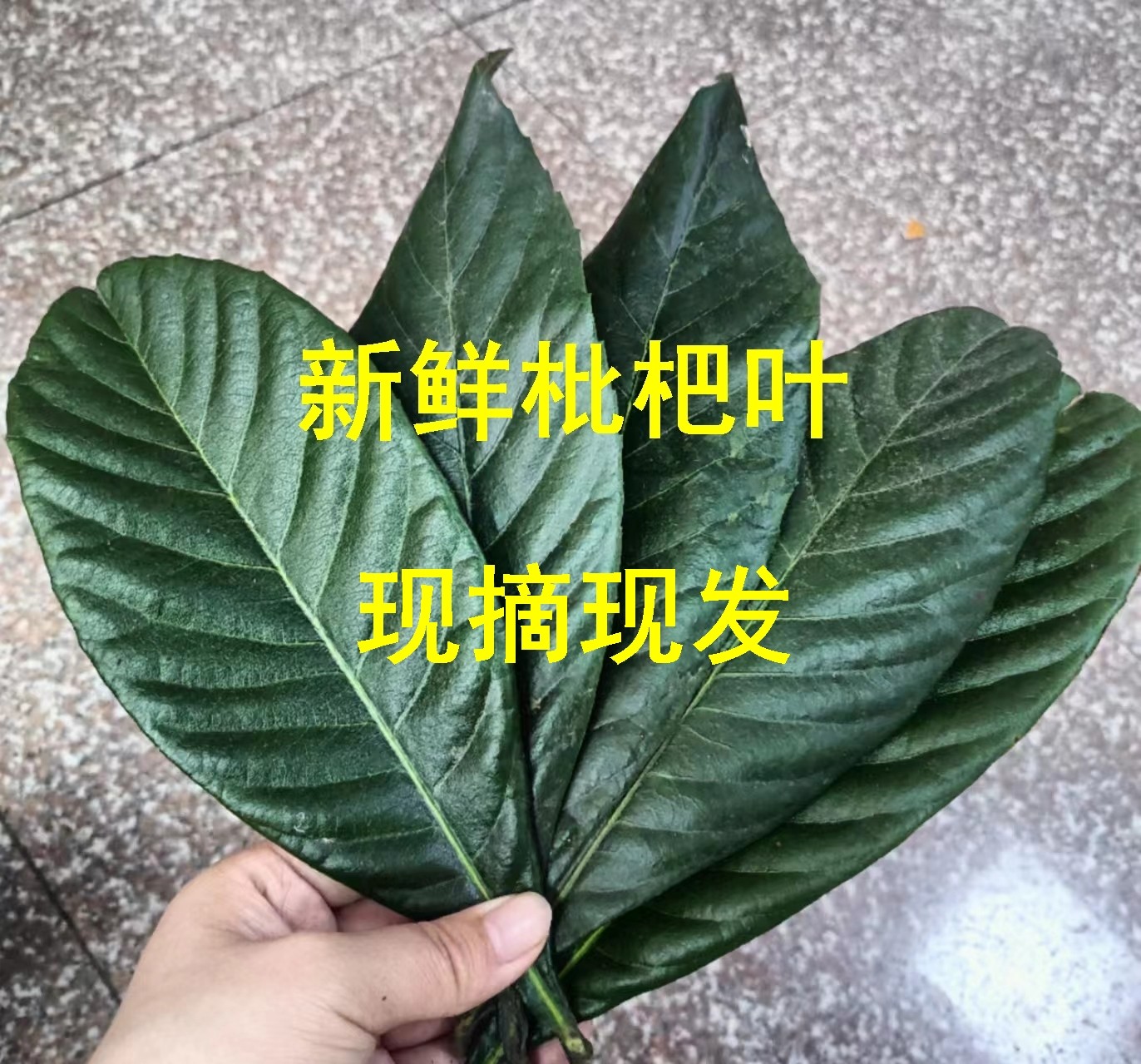 食用枇杷叶新鲜500g克煮水咳止老枇杷果树叶茶琵琶叶干买一送一