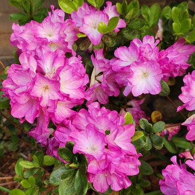 【湖滨园艺】九重 网红春鹃东洋久留米杜鹃东鹃蓝紫色系阳台庭院