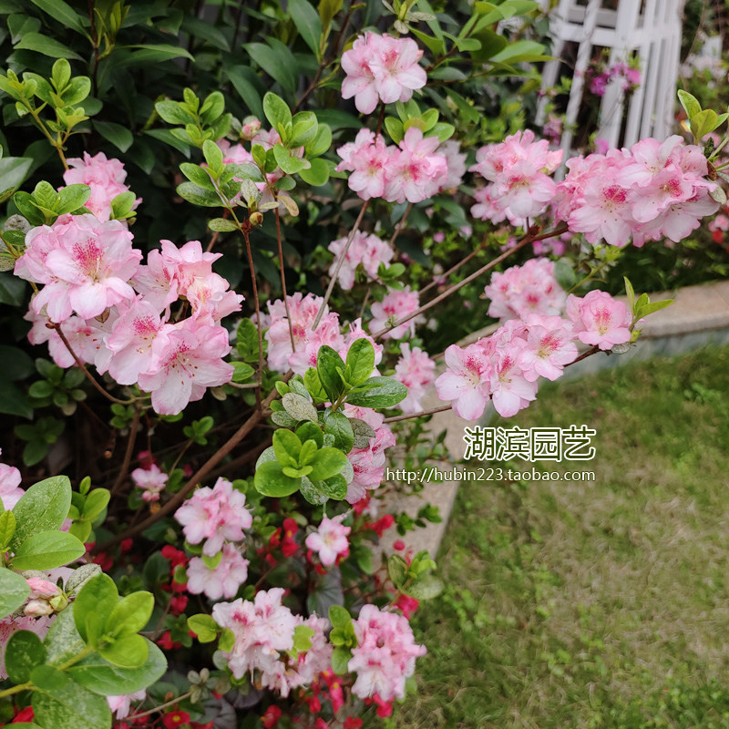 【本期特价】若姪子 东洋杜鹃 久留米杜鹃 花园阳台庭院开花灌木