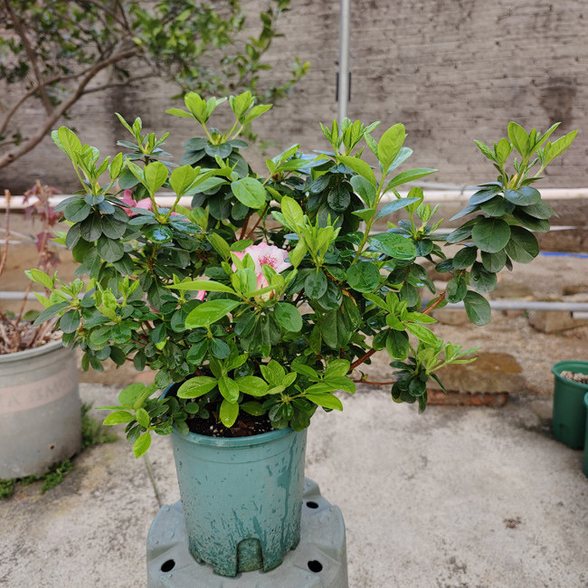 若姪子久留米杜鹃花湖滨园艺东鹃