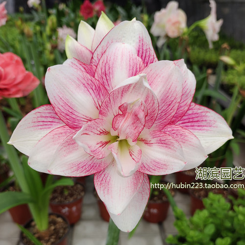 选美皇后澳洲超美大花重瓣朱顶红