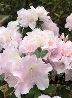 【夏日4折】雪晴 诗梦 钻石之光 大花型东洋杜鹃 花园阳台灌木