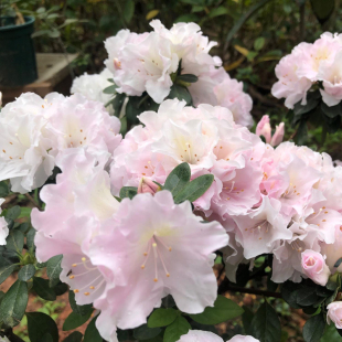 【夏日4折】雪晴 诗梦 钻石之光 大花型东洋杜鹃 花园阳台灌木