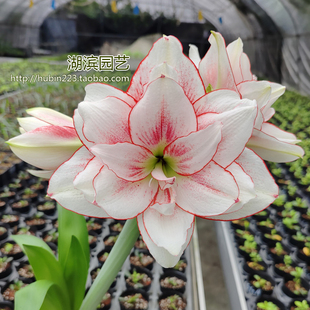 【湖滨园艺】精灵 Elvas 荷兰进口洋朱顶红球根花卉花园阳台植物