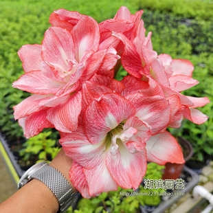 【湖滨园艺】蒂卡日出 秘鲁朱顶红孤挺花多年生球根大花重瓣阳台