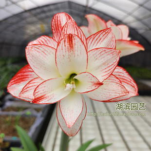 【湖滨园艺】蒂卡之星 秘鲁朱顶红孤挺花多年生球根大花重瓣阳台