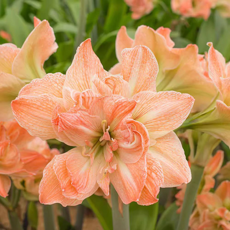 【湖滨园艺】异域仙女 荷兰朱顶红复古杏色多年生球根花卉阳露台