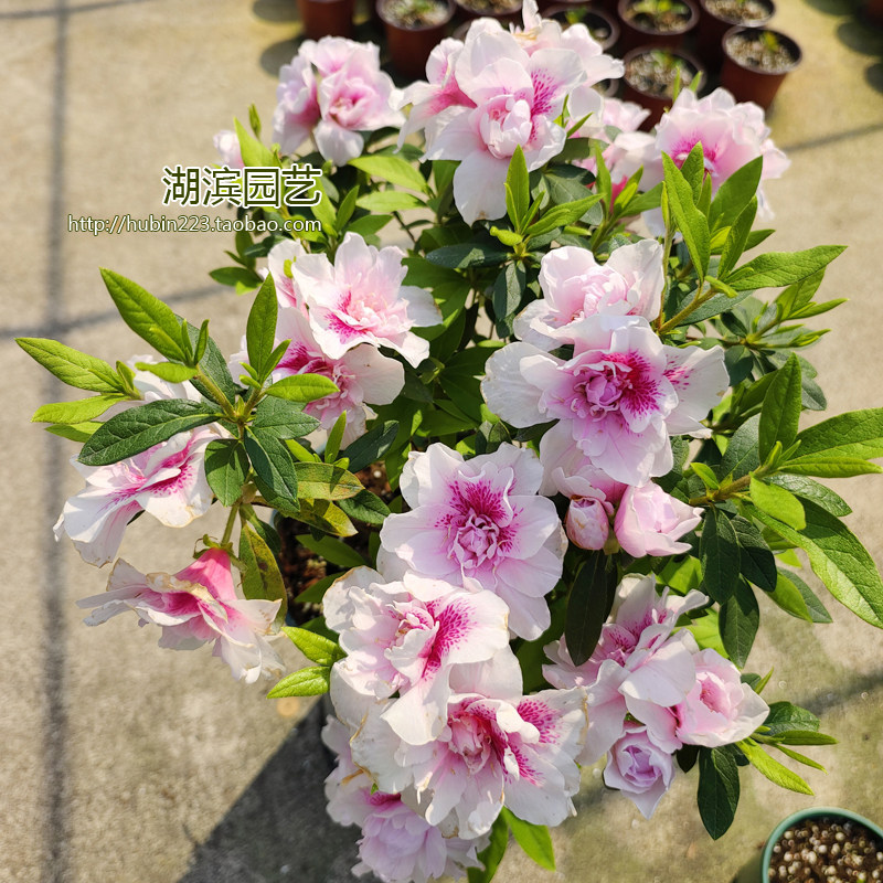 【夏日6折】平户杜鹃 蝴蝶夫人 千重大粉 花园阳台开花灌木淡香,鲜花速递/花卉仿真/绿植园艺,绣球/木绣球/木本植物,淘宝优惠券,粉丝福利购,淘宝优惠卷