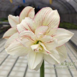 【湖滨园艺】奇幻仙境 稀有辰父重瓣白肋朱顶红孤挺花球根切球苗