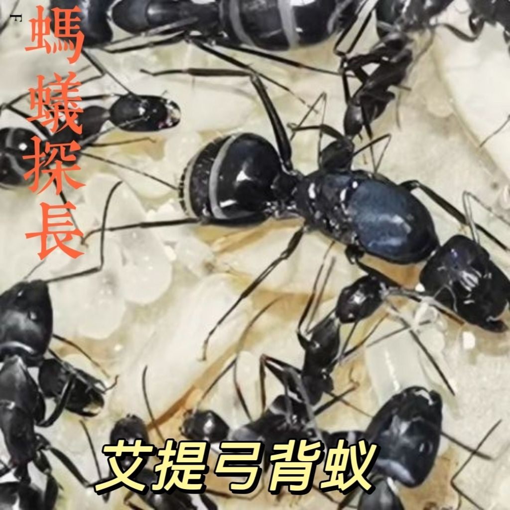 Aethi Серебряное кольцо Изогнутого муравья Camponotus aethiops/Муравьиный инспектор, научно-популярный исследовательский муравей-наблюдатель Изображение 1