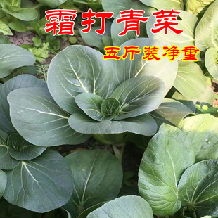 申通包邮苏北霜冻苏州青青菜甜糯嫩菜心当季时令菜新鲜蔬菜油菜