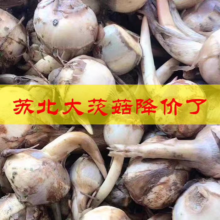 农家苏北现挖茨菇茨菇