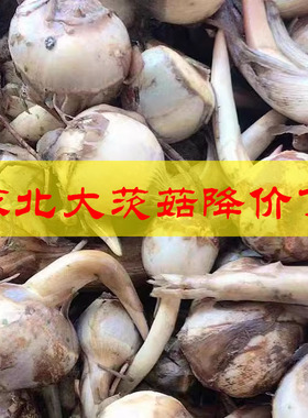 苏北农家现挖茨菇半斤3斤5斤茨菇东台新鲜蔬菜牙菇白栗时令菜茨菰