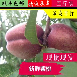 现货大果如紫桃新鲜血桃离核油桃酸甜口感现摘现发皋