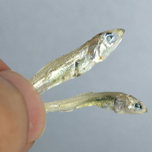 包邮出口韩国海燕鱼丁香混合