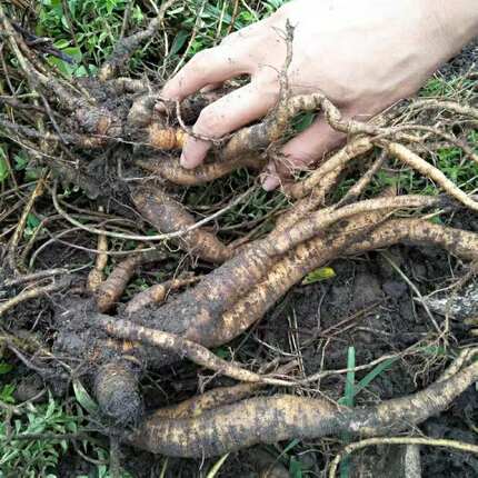 雾水葛根糯米藤根 捆仙绳 咄脓膏 草药 纯根500g包邮