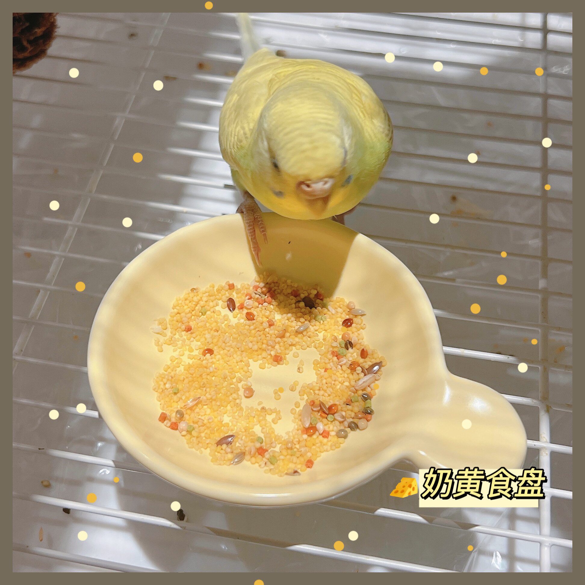 班尼宠物园 鹦鹉食盒陶瓷食盆鸟杯防打翻食碗学吃小型宠物鸟用品,宠物/宠物食品及用品,鸟禽其他,淘宝优惠券,粉丝福利购,淘宝优惠卷