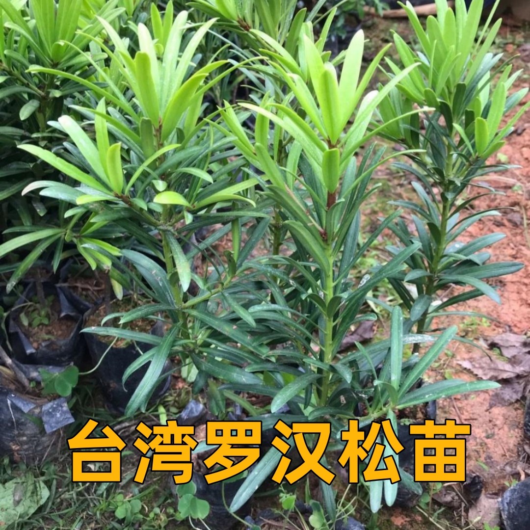 台湾罗汉松苗四季常绿可造型盆栽