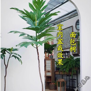 面包树苗盆栽绿植面包树小苗四季常绿庭院花卉植物南北方种植