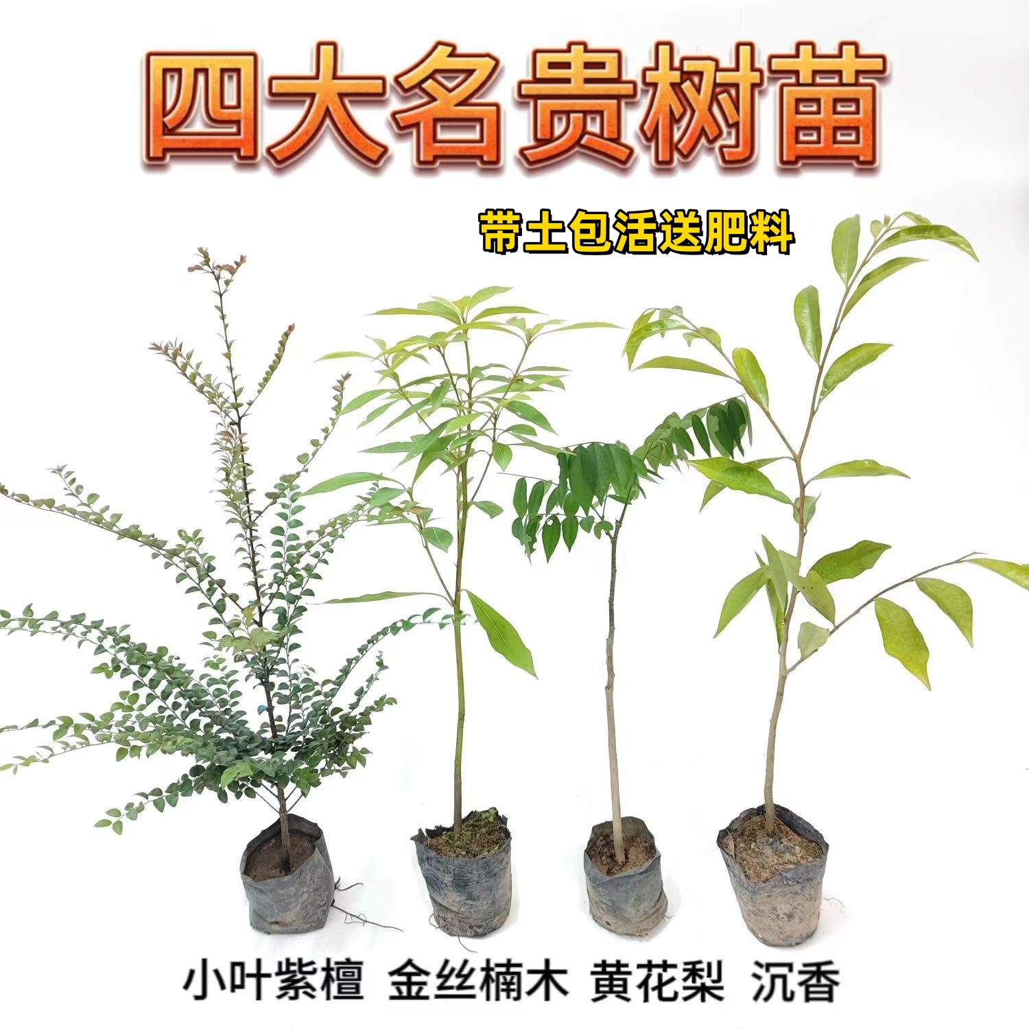 四大名贵苗木海南黄花梨金丝楠木树苗珍稀植物沉香小叶紫檀庭院 鲜花速递/花卉仿真/绿植园艺 行道树/乔木 原图主图