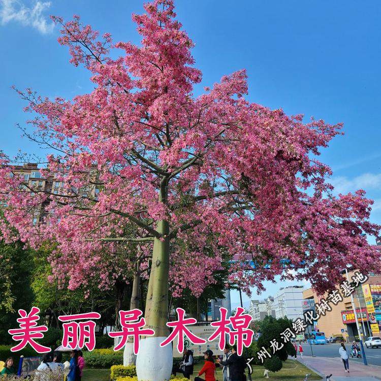 美丽异木棉秋季开花庭院景观树