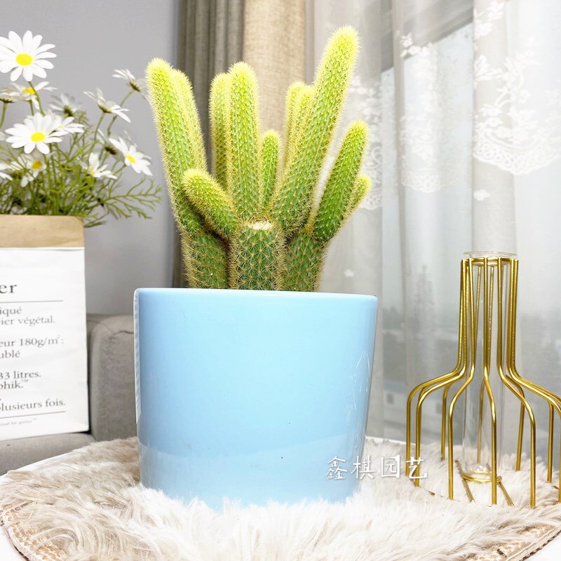 黄金条 多肉植物 黄金钮黄金条猴尾柱会开花的仙人球防辐射小盆栽