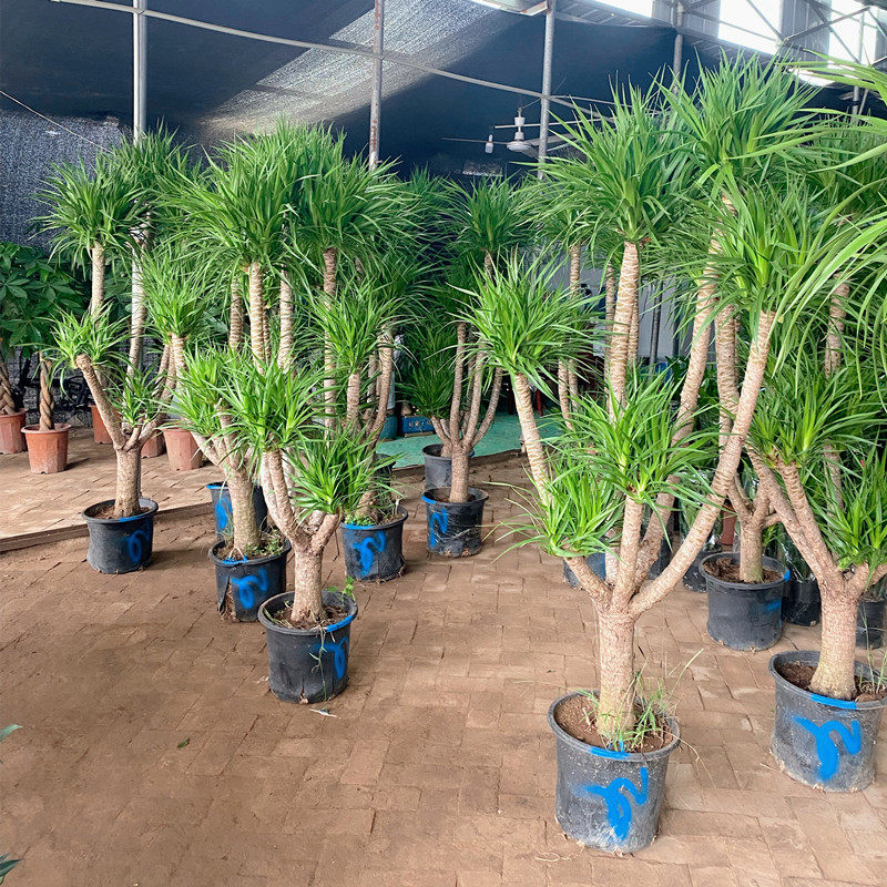 龙血树老桩盆栽绿植大型植物室内客厅真树多头造型龙须树送货上门