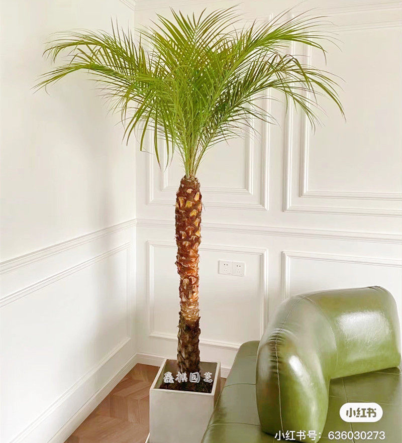 美丽针葵绿植盆栽办公室内外庭院热带风情观叶大型棕榈树观景树