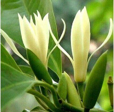 花卉木兰香味持久成都销售盆栽