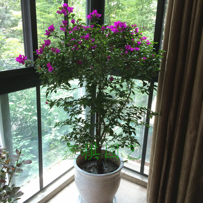 三角梅 两色可选 室外花园植物 成都地区送货