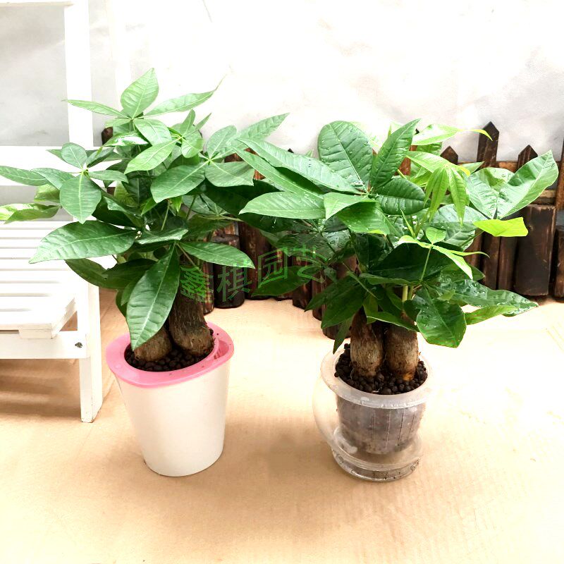 中型发财树 叶形优美 寓意招财进宝 盆花绿植成都地区送货