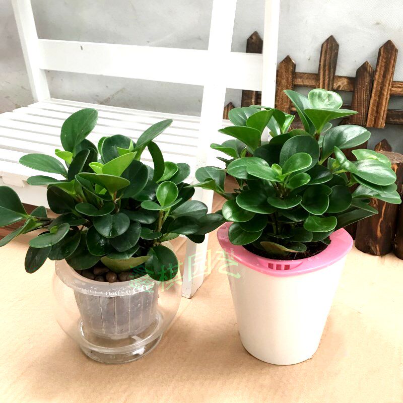 创意绿植水培豆瓣绿 碧玉 净空气 桌面有氧盆栽 成都花卉盆栽绿植