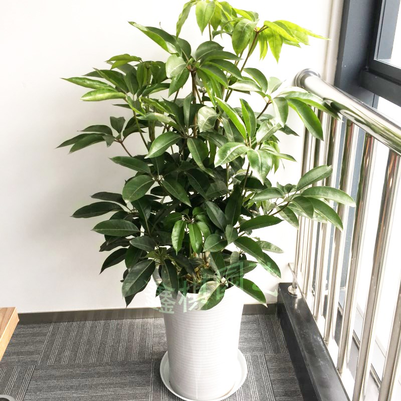 大叶伞 摇钱树 大型植物绿植 成都花卉盆栽绿植
