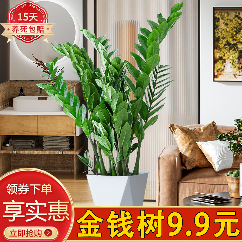 大型金钱树室内客厅除甲醛好养活