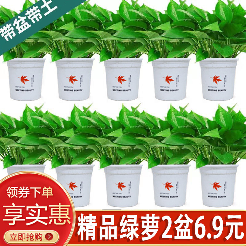绿萝植物室内净化空气懒人好养活