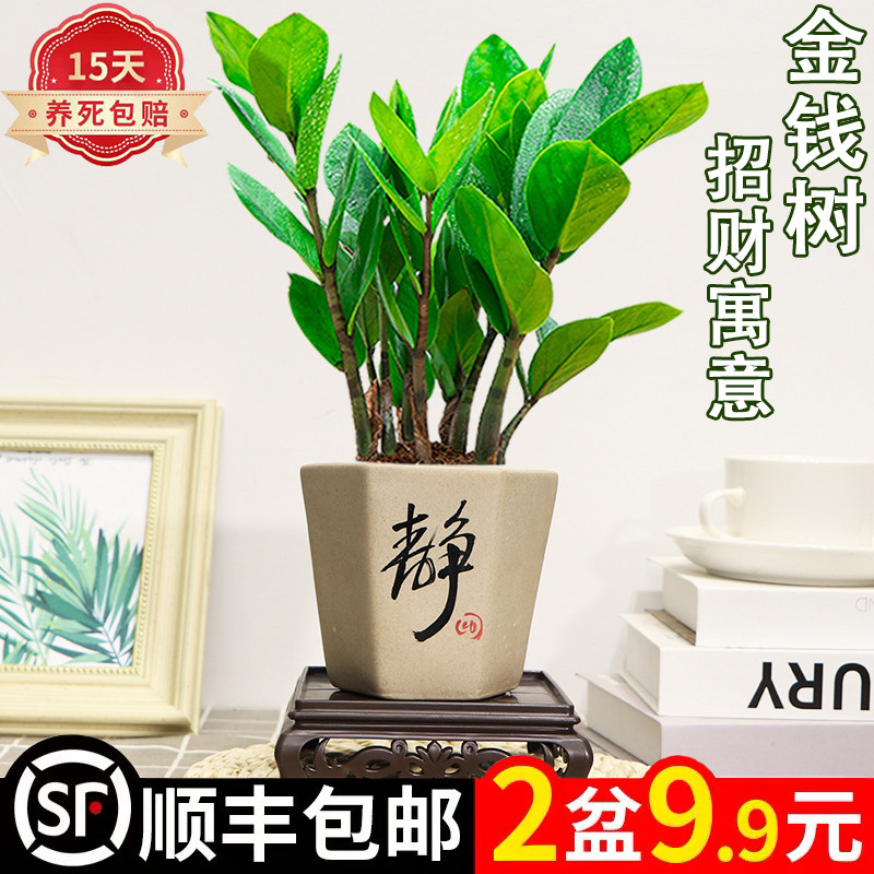 金钱树盆栽绿植室内客厅好养活四季常青摇钱串子招财寓意陶瓷观赏