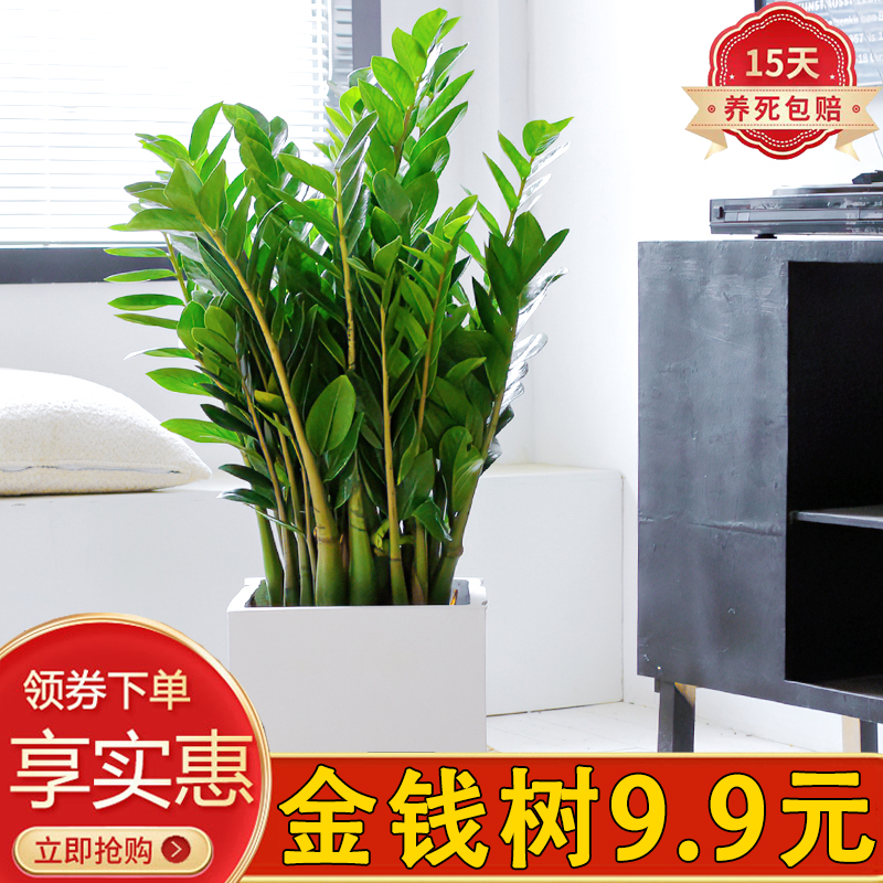 大金钱树室内净化空气好养寓意