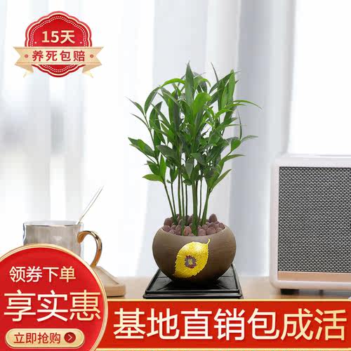 竹柏客厅四季常青玻璃瓶陶瓷盆