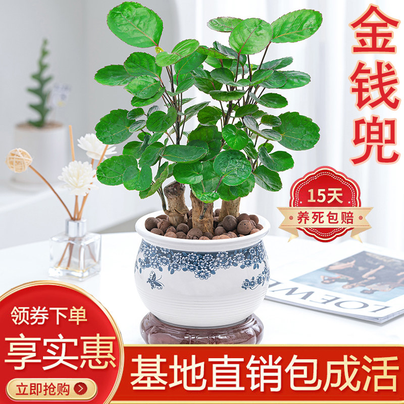 金钱兜盆栽绿植钱多多室内客厅好养四季常青陶瓷净化空气金钱串