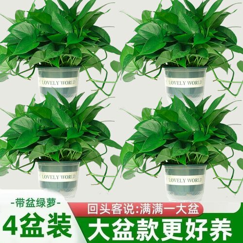 绿萝盆栽室内花卉绿植盆景大叶绿箩土养植物办公桌摆基地直发