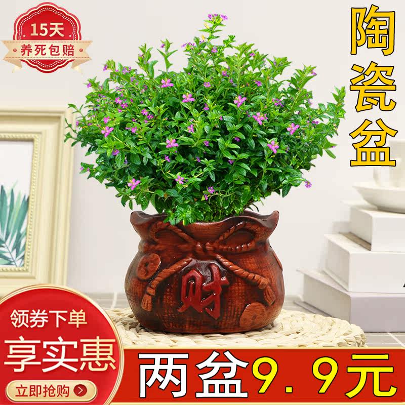 满天星花卉室内陶瓷盆栽好养活