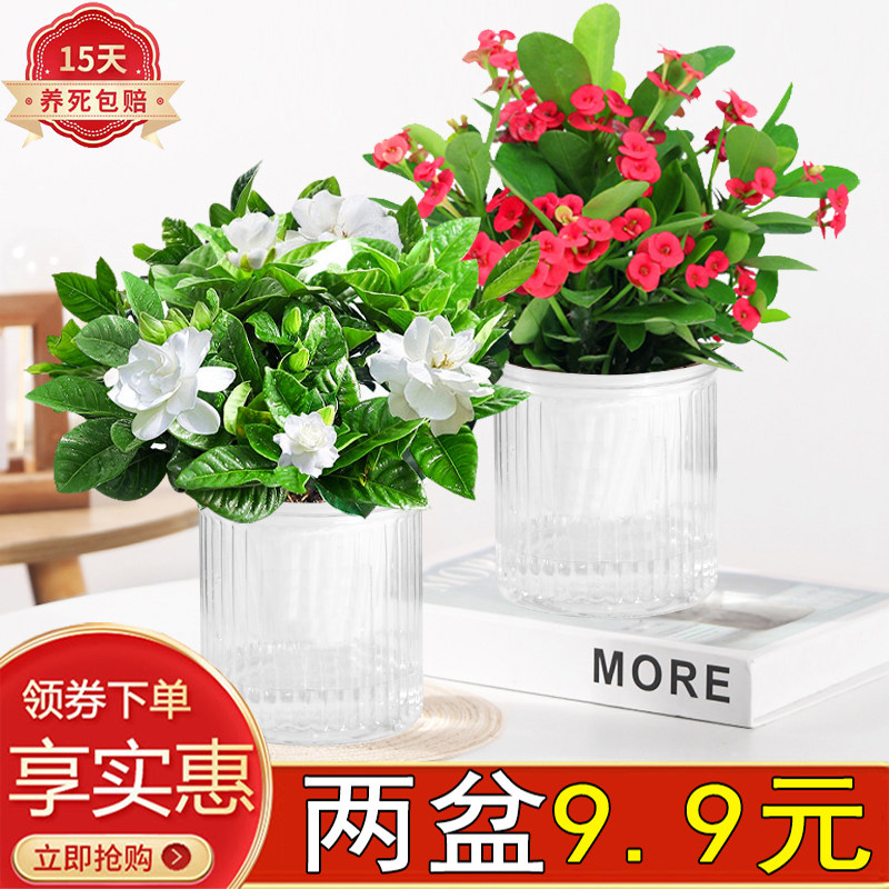 铁海棠花卉阳台四季开花懒人好养