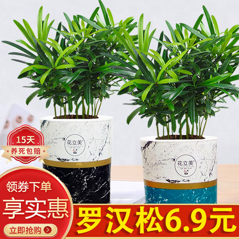 罗汉松盆栽绿植米叶造型室内客厅好养活净化空气美观懒人自吸盆景