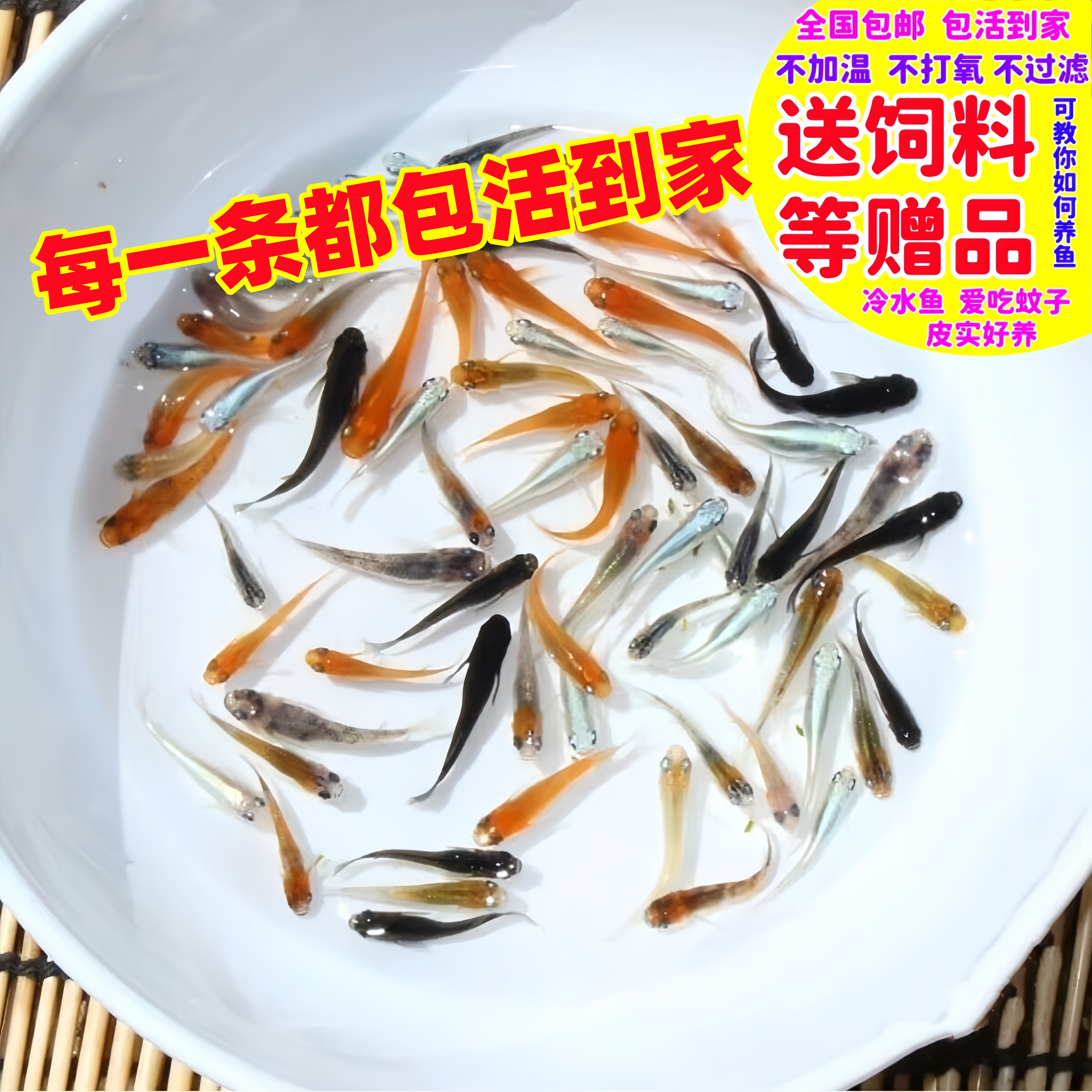 观背青鳉鱼星光饲料青锵鱼小鱼好养懒人鱼不打氧小型观赏鱼冷水鱼