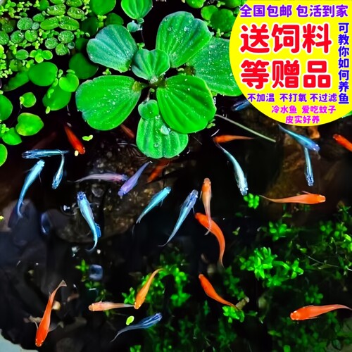 精品观背青锵观赏鱼5条4.8送饲料